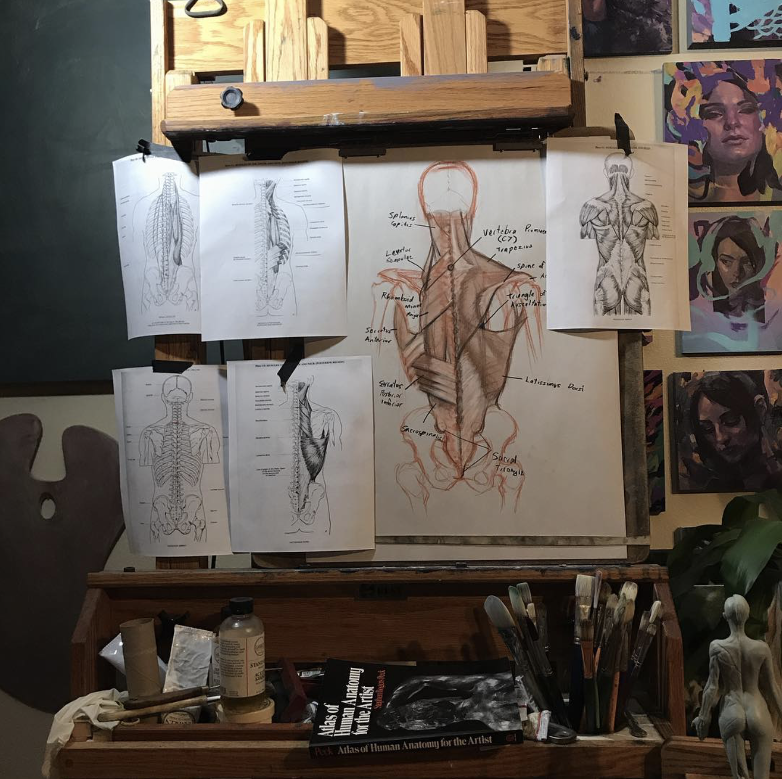 Construction Anatomy Drawing